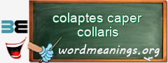 WordMeaning blackboard for colaptes caper collaris